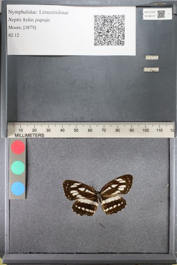 Media type: image;   Entomology 146137